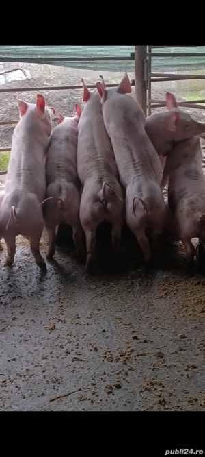 purcei pietrain 40 kg