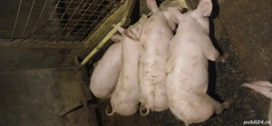 Purcei Pietrean de vânzare - imagine 2