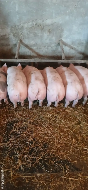 Purcei Pietrean de vânzare