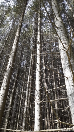 Pădure cu teren, de vânzare