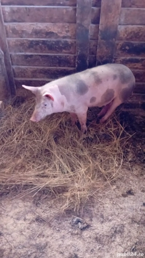 Vand soldani  - imagine 2