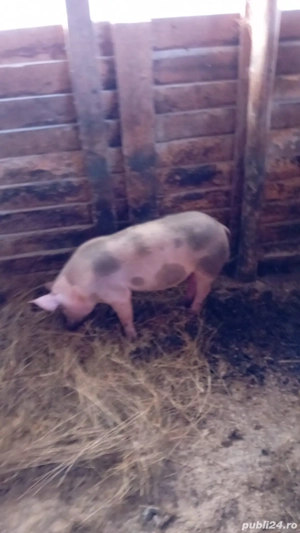 Vand soldani  - imagine 3