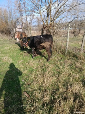 De vânzare vițică  - imagine 4