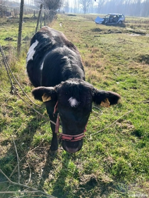 De vânzare vițică  - imagine 2