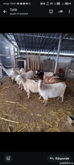 capre de vanzare - imagine 4