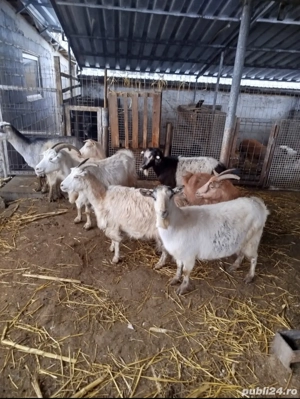 capre de vanzare - imagine 2