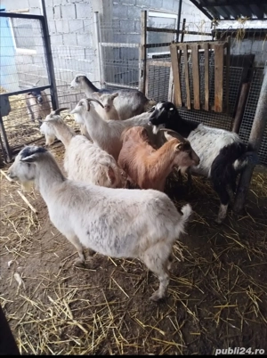 capre de vanzare - imagine 3