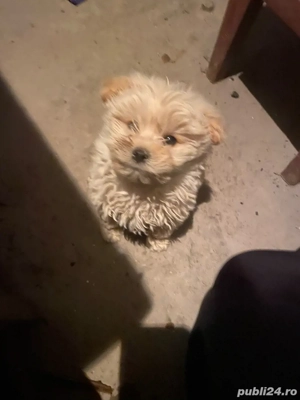 bichon maltez tot - imagine 2