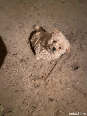 bichon maltez tot - imagine 3