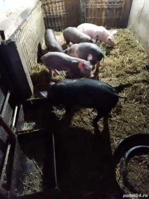 purcei vinzare - imagine 2