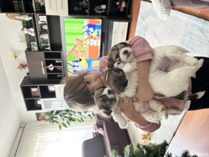 Shi tzu vânzare 