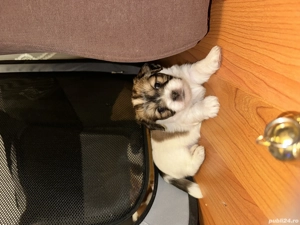 Shi tzu vânzare  - imagine 1