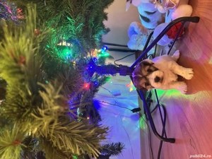 Shi tzu vânzare  - imagine 2