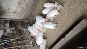 Purcei de vanzare - imagine 2