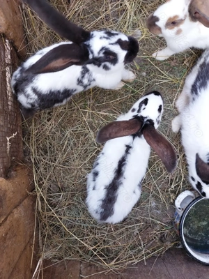 Iepuri fluture german  - imagine 5