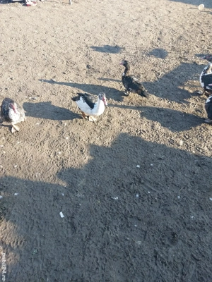 Rate leșești tinere - imagine 2