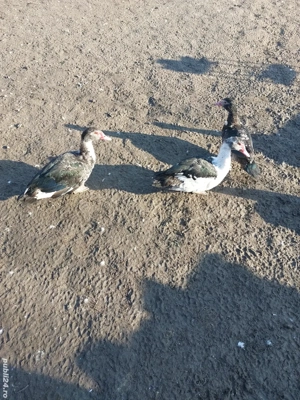 Rate leșești tinere