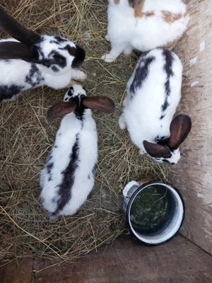 Iepuri fluture german  - imagine 3