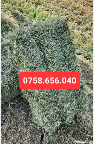   Baloți de lucernă si baloți de paie de grâu  