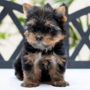 Asigur transport !!! Pui Yorkshire Terrier mascul mini toy !!! - imagine 3