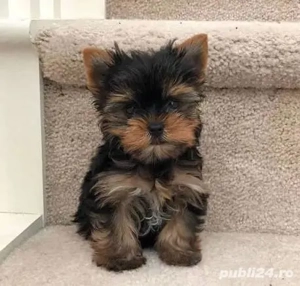 Asigur transport !!! Pui Yorkshire Terrier mascul mini toy !!!