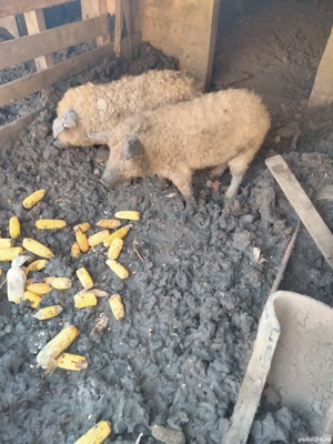 vând un vier mangalița  - imagine 2