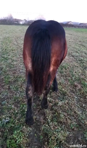   Mânză 7 luni (iapă nu armăsar)   - imagine 3