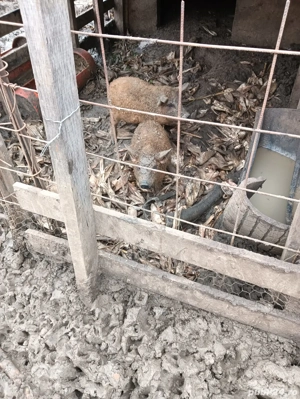 vând doi purcei mangalița  - imagine 2