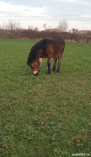   Mânză 7 luni (iapă nu armăsar)   - imagine 2