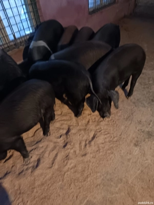 Porci de. casa  - imagine 2