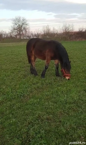   Mânză 7 luni (iapă nu armăsar)   - imagine 4
