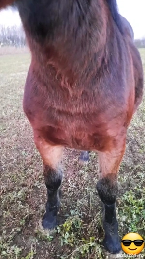   Mânză 7 luni (iapă nu armăsar)   - imagine 5