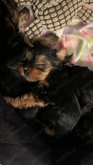 Vând femela Yorkhi terier