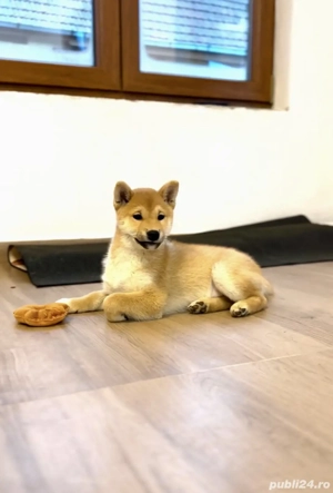 Fetita Shiba Inu - imagine 2