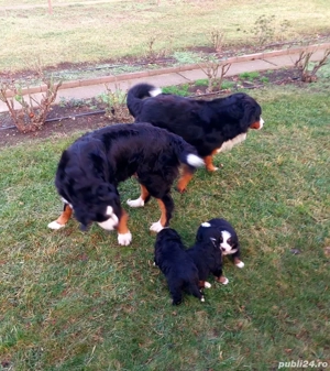 Ciobănesc de Berna - imagine 3