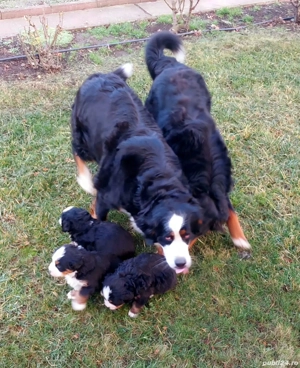 Ciobănesc de Berna - imagine 2