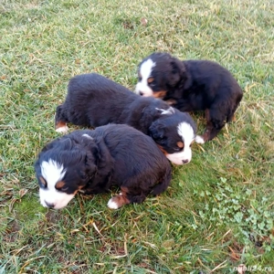 Ciobănesc de Berna - imagine 4