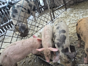 Vand purcei de Pietrain cu marele alb - imagine 2