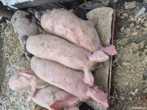 Vand purcei de Pietrain cu marele alb - imagine 3