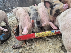 Vand purcei de Pietrain cu marele alb