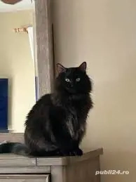 siberiana de padure - imagine 2