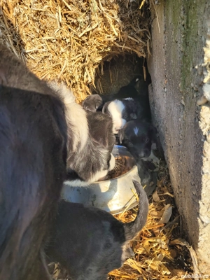 Donez 6 catelusi border collie mix - imagine 2