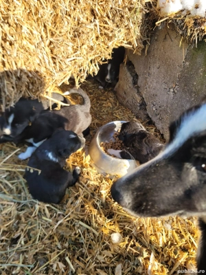 Donez 6 catelusi border collie mix - imagine 5