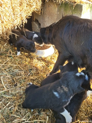 Donez 6 catelusi border collie mix - imagine 4