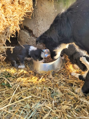 Donez 6 catelusi border collie mix