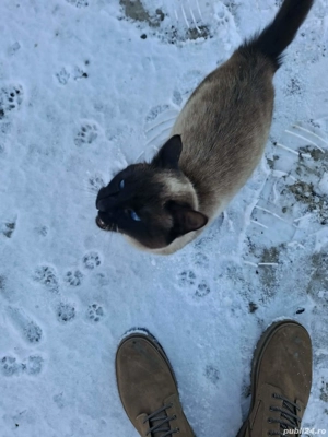 Pisica Siameza   - imagine 3