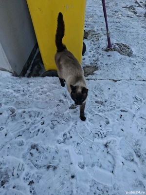 Pisica Siameza   - imagine 4