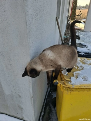 Pisica Siameza   - imagine 5