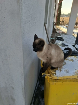 Pisica Siameza   - imagine 2