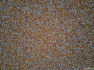 Vand grăunțe semisticlos 